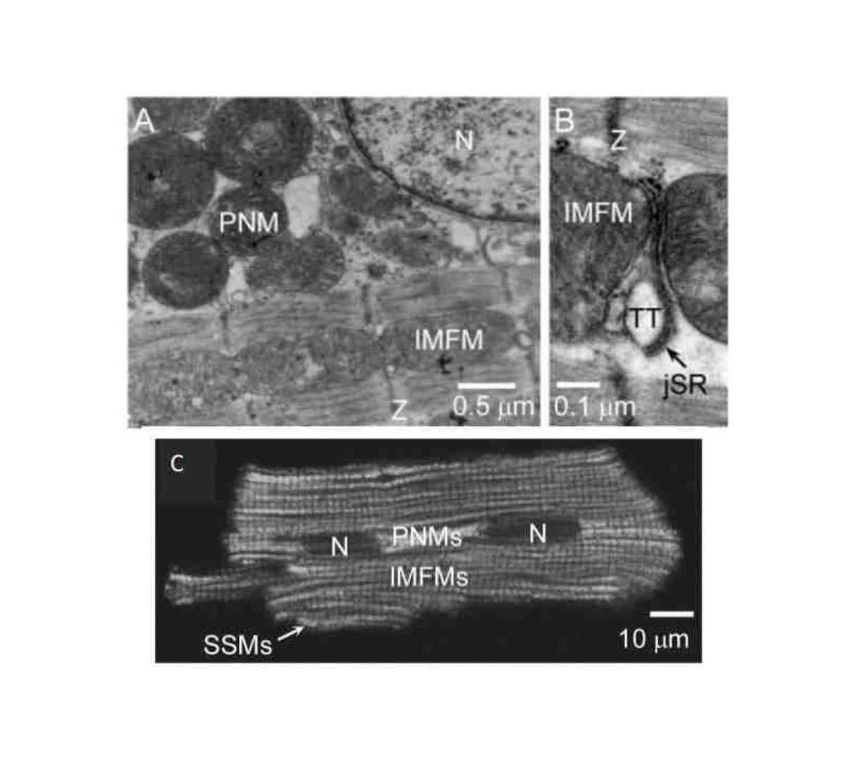 Composto para tratamento de doença cardiovascular